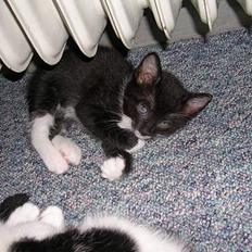 Huskat Mis [ solgt ]