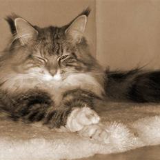 Maine Coon Mille