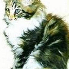 Maine Coon Mille