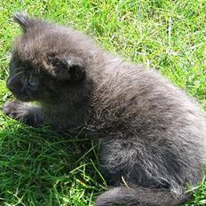 Blanding af racer IKKE NAVNGIVET 