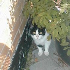 Huskat Fie (Sofie) (RIP 2009)