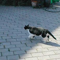 Huskat Fie (Sofie) (RIP 2009)