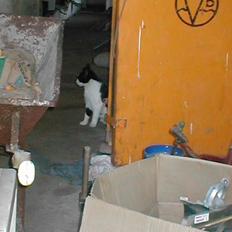 Huskat Fie (Sofie) (RIP 2009)