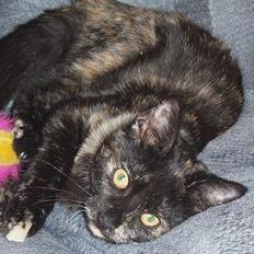 Blanding af racer Kiwi