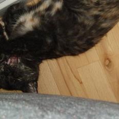 Blanding af racer Kiwi