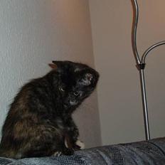 Blanding af racer Kiwi