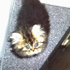 Perser Snøfte *død*