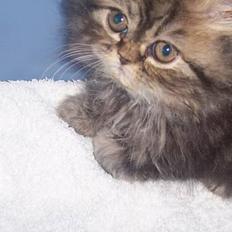 Perser Snøfte *død*