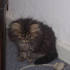 Perser Snøfte *død*