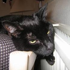 Huskat Misser Støvsky  :'(