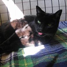 Huskat Misser Støvsky  :'(