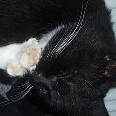 Blanding af racer Max(Død)