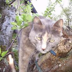 Blanding af racer Snip