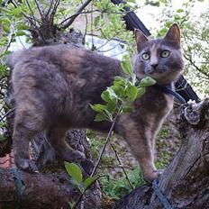 Blanding af racer Snip