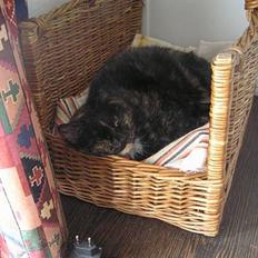 Blanding af racer Mokka