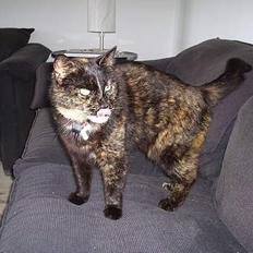 Blanding af racer Mokka