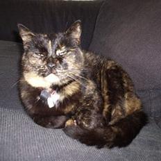 Blanding af racer Mokka