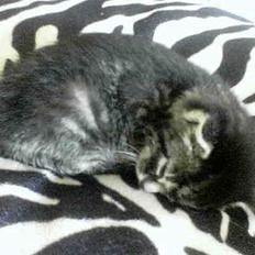 Blanding af racer Tiger (Killa)