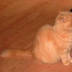 Blanding af racer Asterix