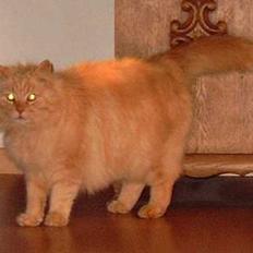 Blanding af racer Asterix