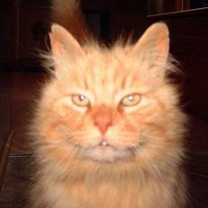 Blanding af racer Asterix