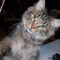 Blanding af racer Mally-