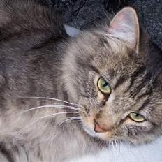 Blanding af racer Mally-