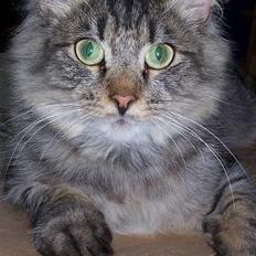 Blanding af racer Mally-