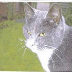 Blanding af racer Totti