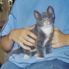 Blanding af racer Totti