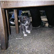 Blanding af racer Totti