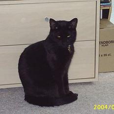 Blanding af racer Tutte (DØD) :-(