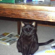 Blanding af racer Tutte (DØD) :-(