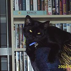 Blanding af racer Tutte (DØD) :-(