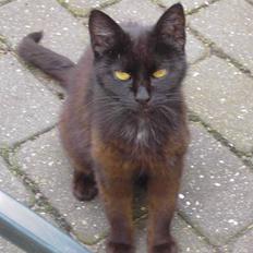 Blanding af racer Åberg 