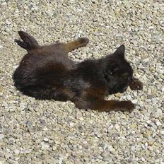 Blanding af racer Åberg 