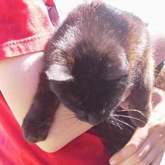 Blanding af racer Åberg 