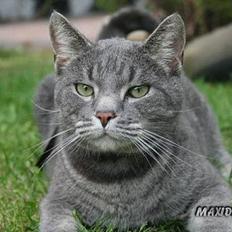 Blanding af racer Sebastian *Flyttet*