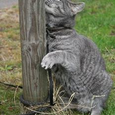 Blanding af racer Sebastian *Flyttet*