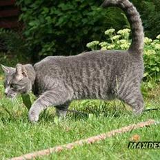 Blanding af racer Sebastian *Flyttet*