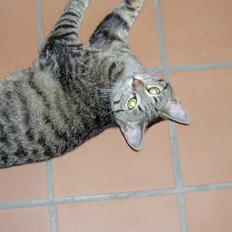 Blanding af racer Mimser