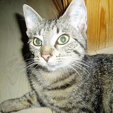 Blanding af racer Mimser