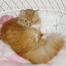 Blanding af racer Findus