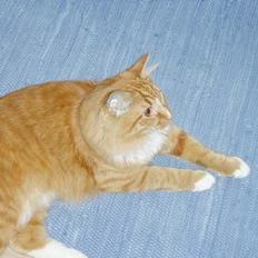 Blanding af racer Findus