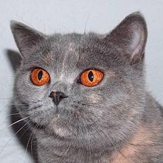 British Shorthair DK*Endoria's Anabell