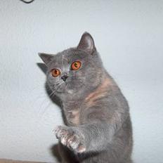 British Shorthair DK*Endoria's Anabell