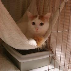 Tyrkisk Van EC.DK*Wrensted Acamayára