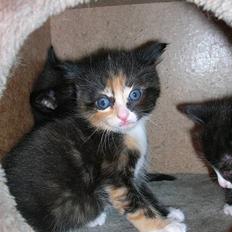 Blanding af racer Stella(har den ikke mere)