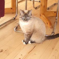 Blanding af racer simba