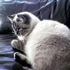 Blanding af racer simba